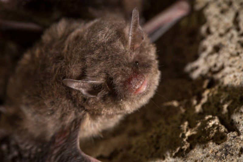 Indiana bat